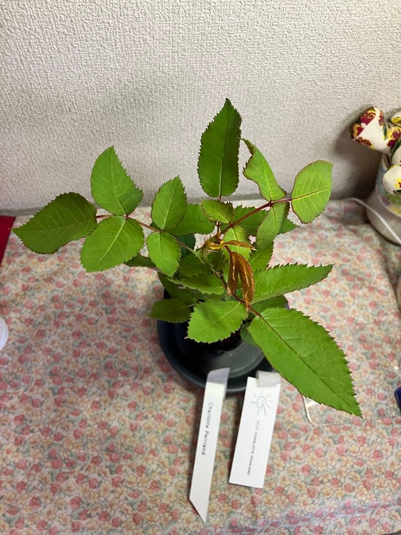 ビ*上様 バラ苗　和バラ　正規品