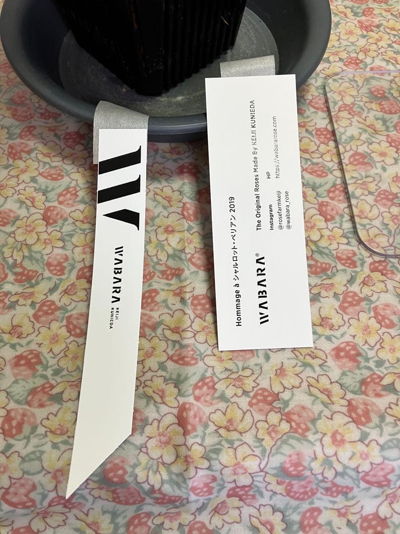 ビ*上様 バラ苗　和バラ　正規品