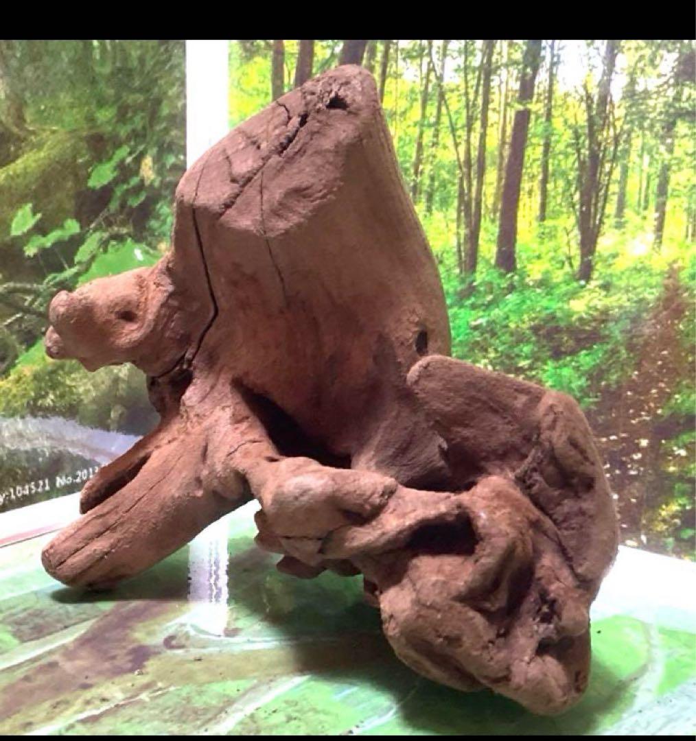 モスキート4点 天然水槽用流木