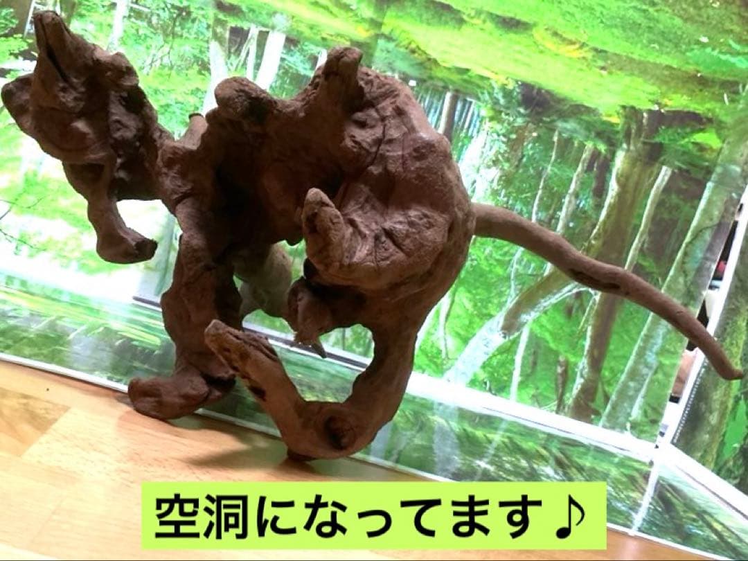 モスキート4点 天然水槽用流木