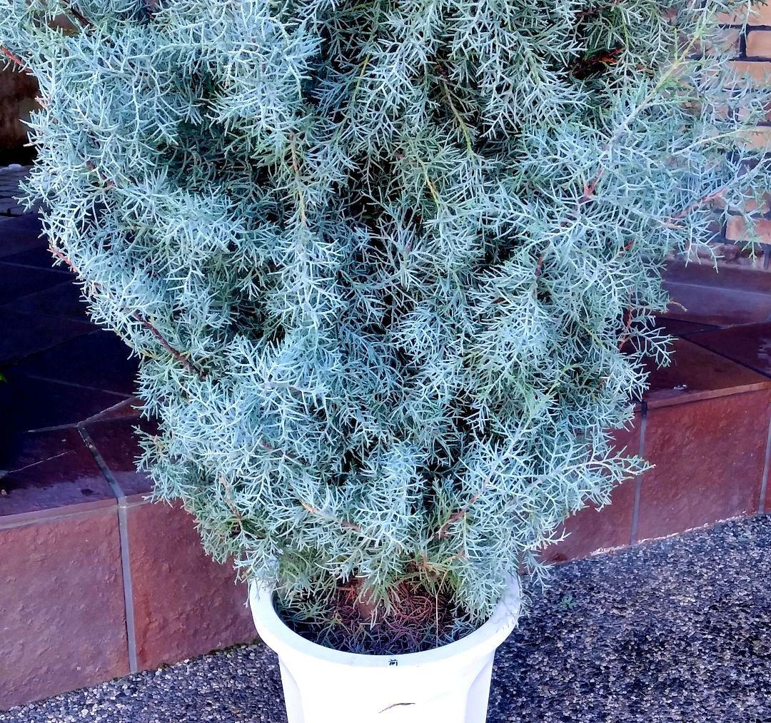 ブルーアイス 苗 200cm❗10号 大型 綺麗な葉色 シルバーブルー 自然樹形