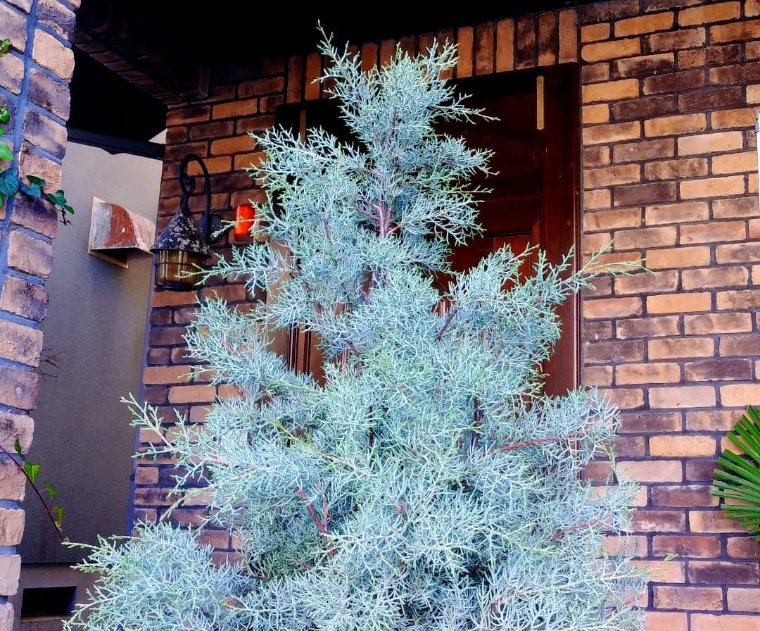 ブルーアイス 苗 200cm❗10号 大型 綺麗な葉色 シルバーブルー 自然樹形