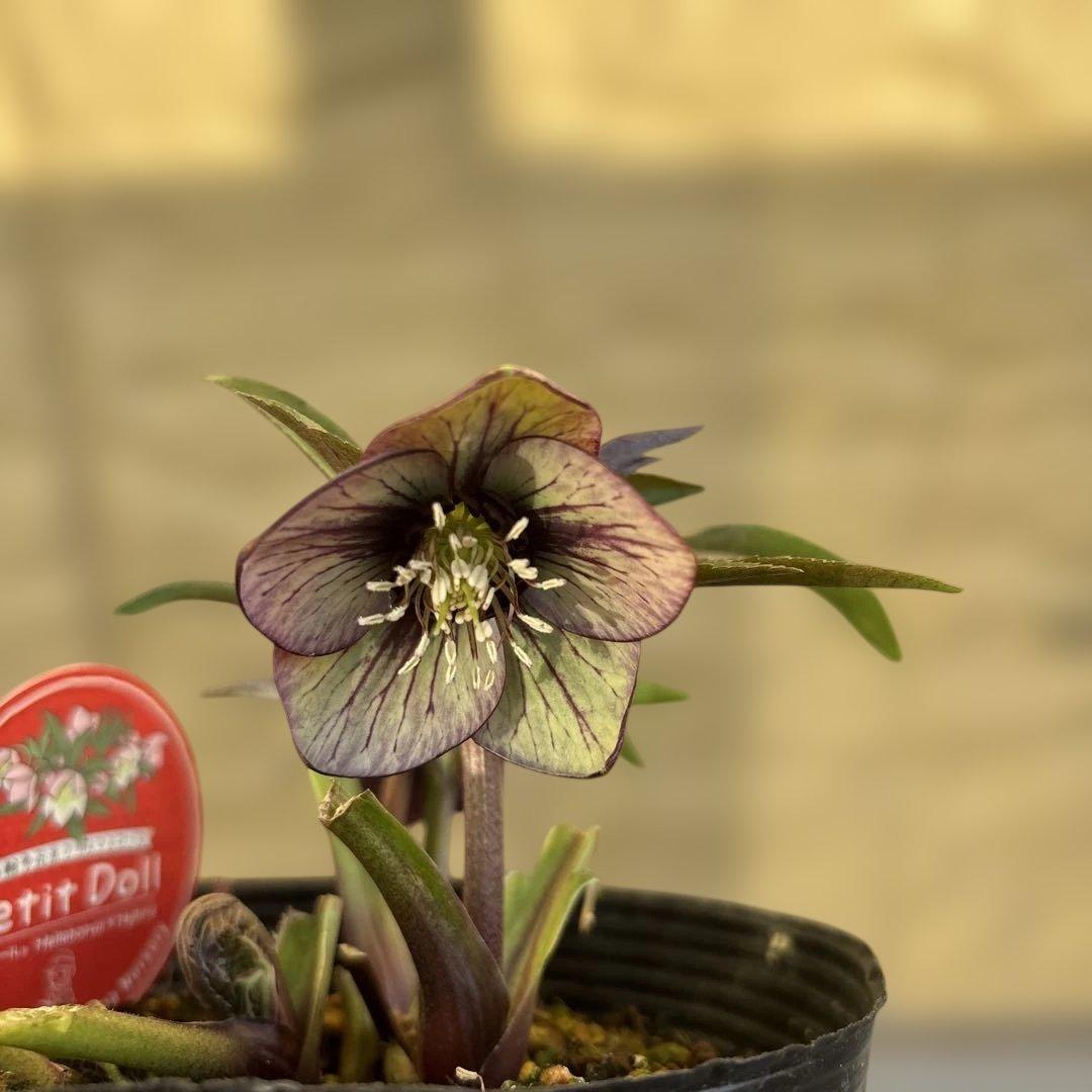 りーちゃん様ご依頼品