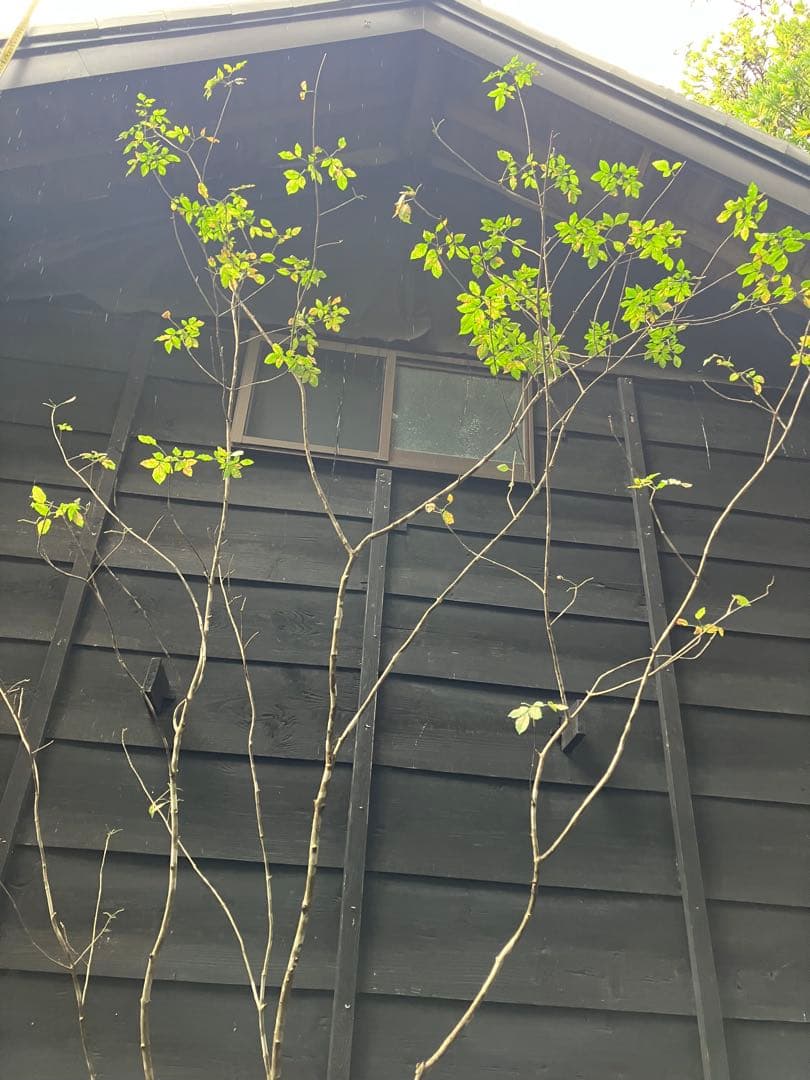 71 山採り　アオダモ