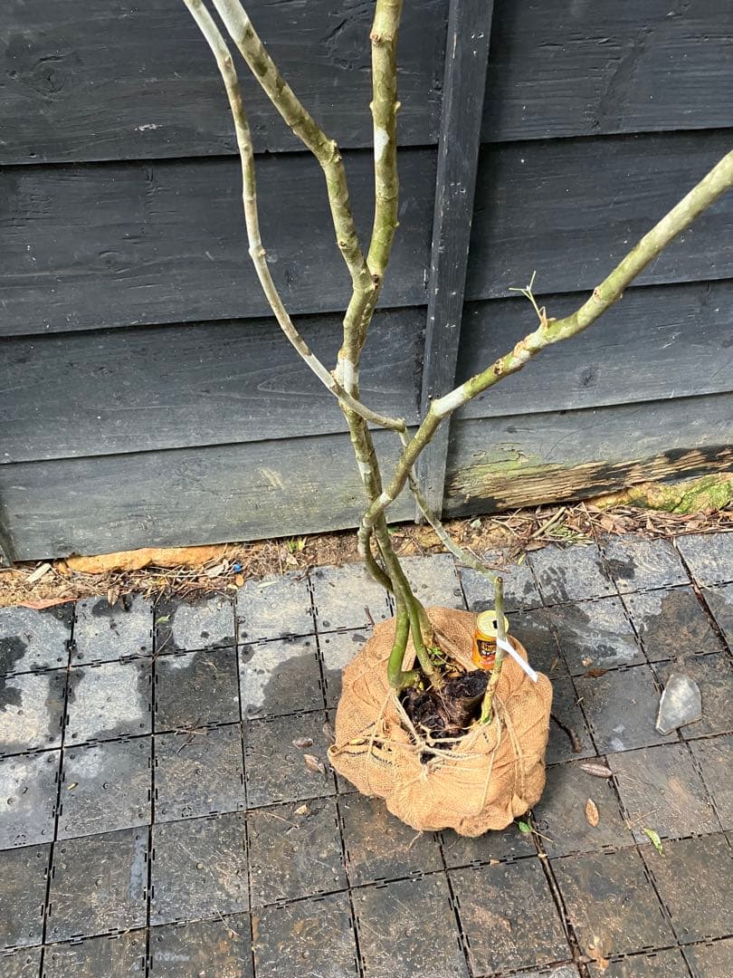 71 山採り　アオダモ