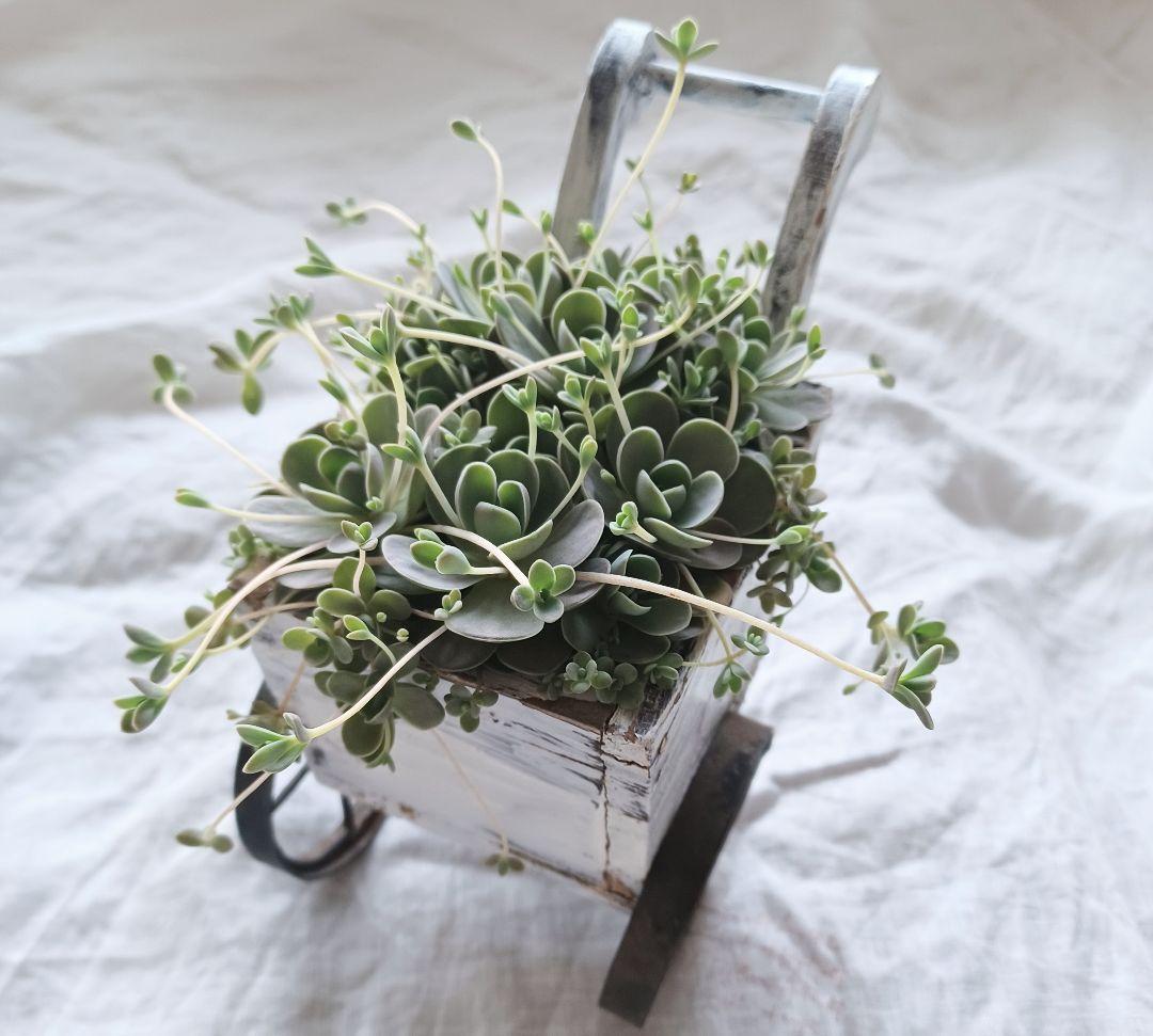 多肉植物 子持ち蓮華 荷車入り