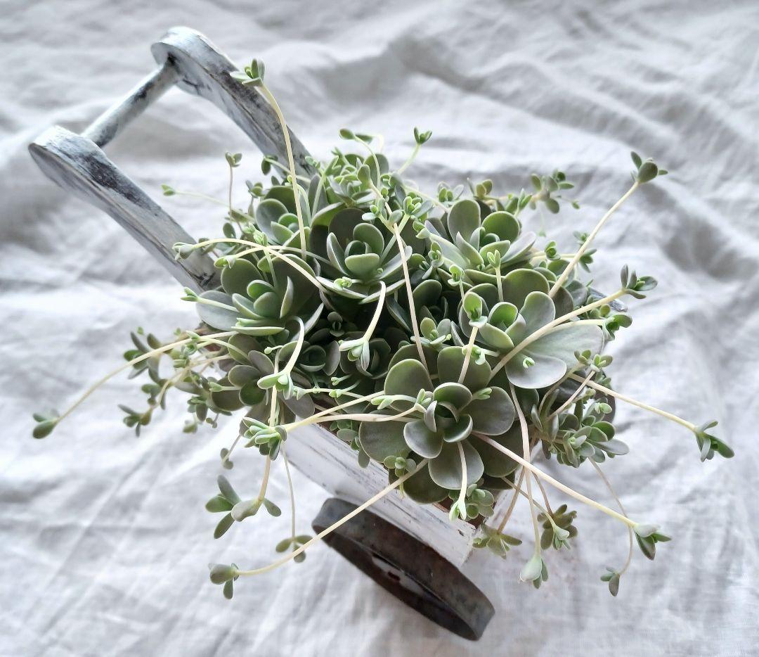 多肉植物 子持ち蓮華 荷車入り