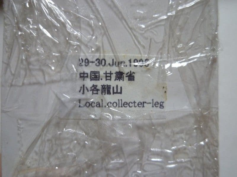 【外国産オサムシ標本】緑と青のイボカブリモドキ/甘粛省.小各龍山産/39mm