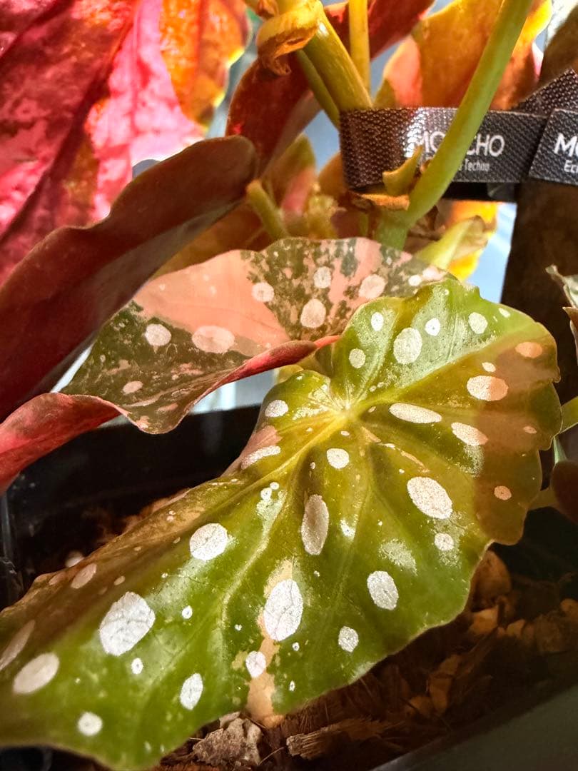 特大株葉数15枚 ベゴニアマクラータ 極上美斑入り