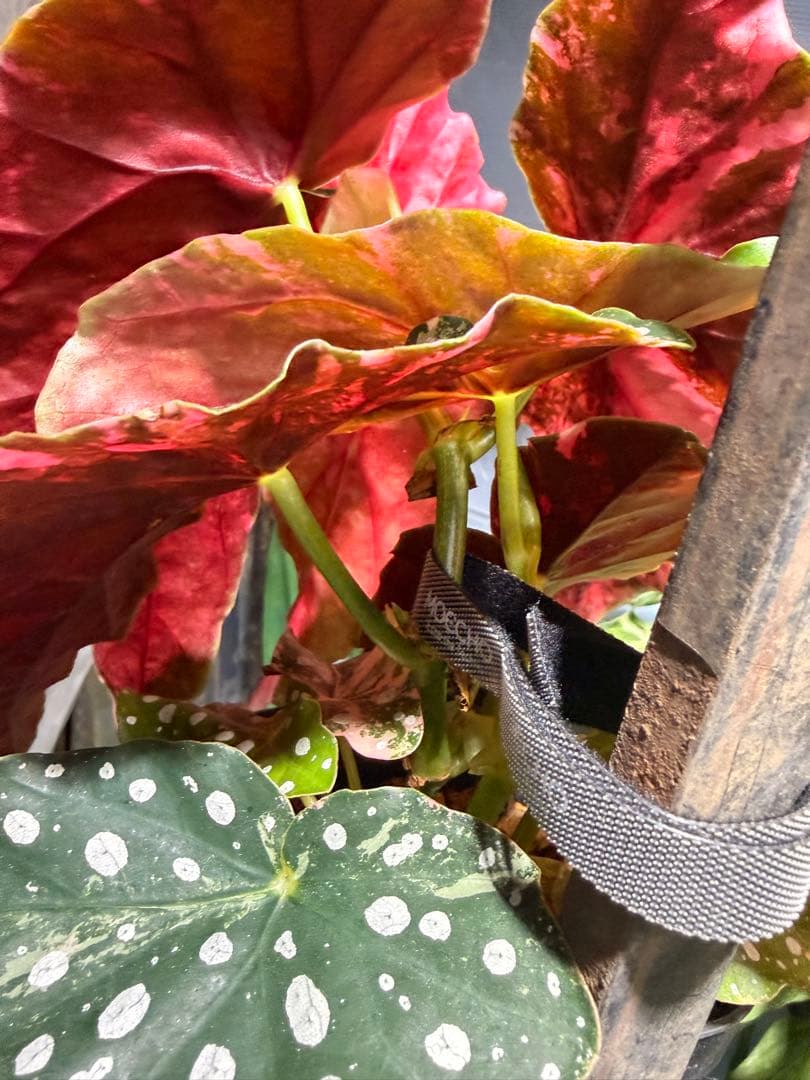 特大株葉数15枚 ベゴニアマクラータ 極上美斑入り