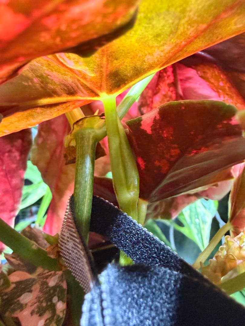 特大株葉数15枚 ベゴニアマクラータ 極上美斑入り