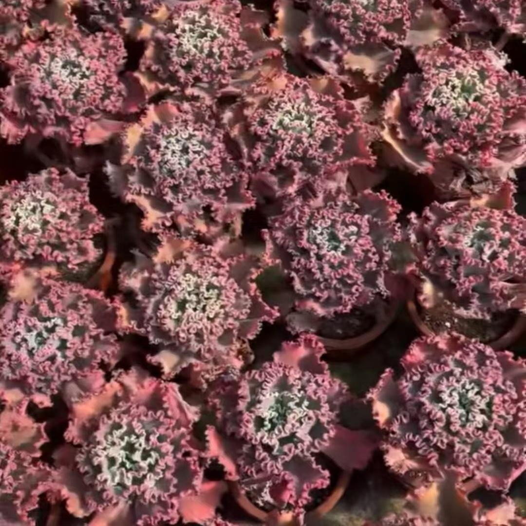 Top【選抜株】多肉植物　24056メリディアン10個　鉢無し/脱土