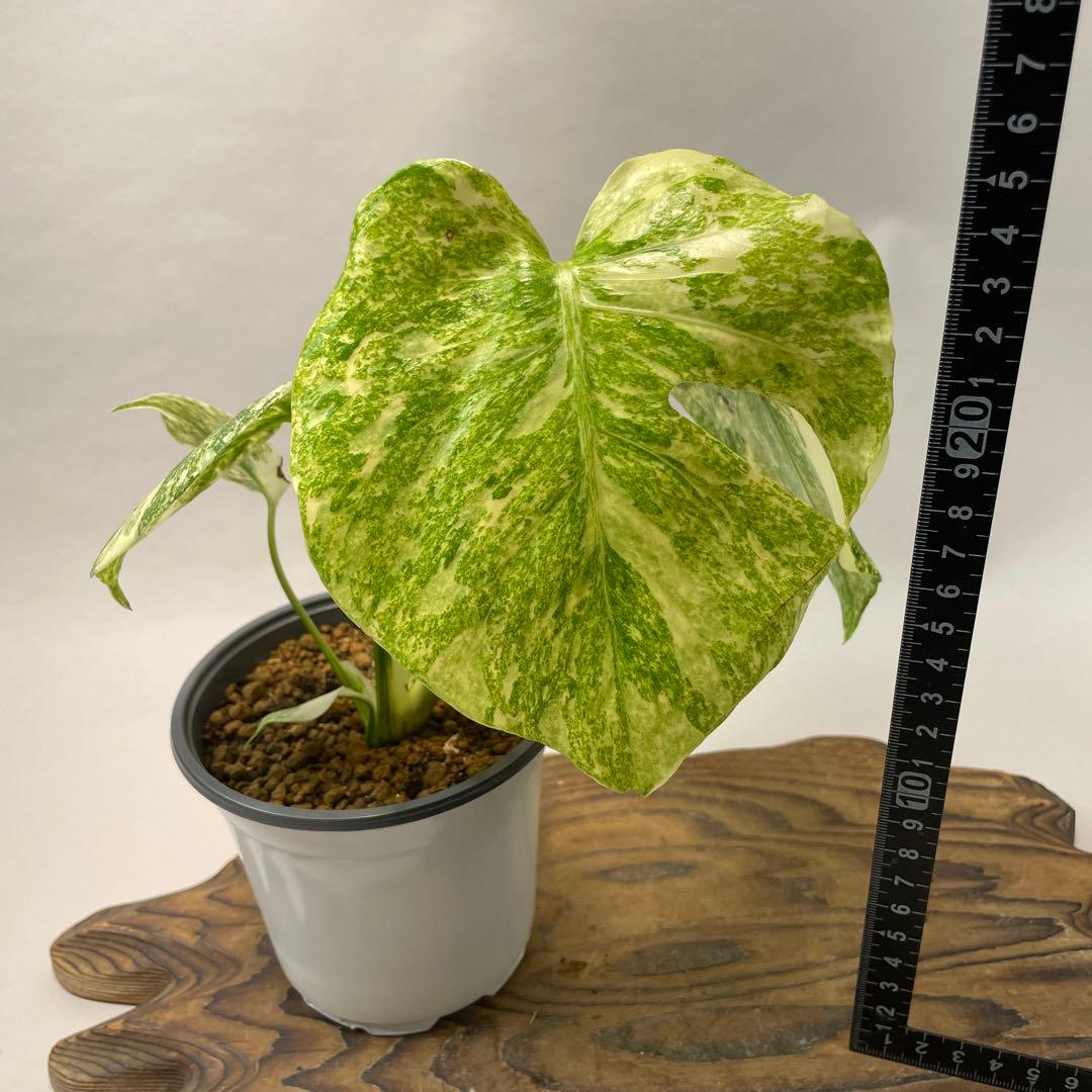 ぅ*ち様 a02モンステラ　デリシオーサ　レガシー　斑入り