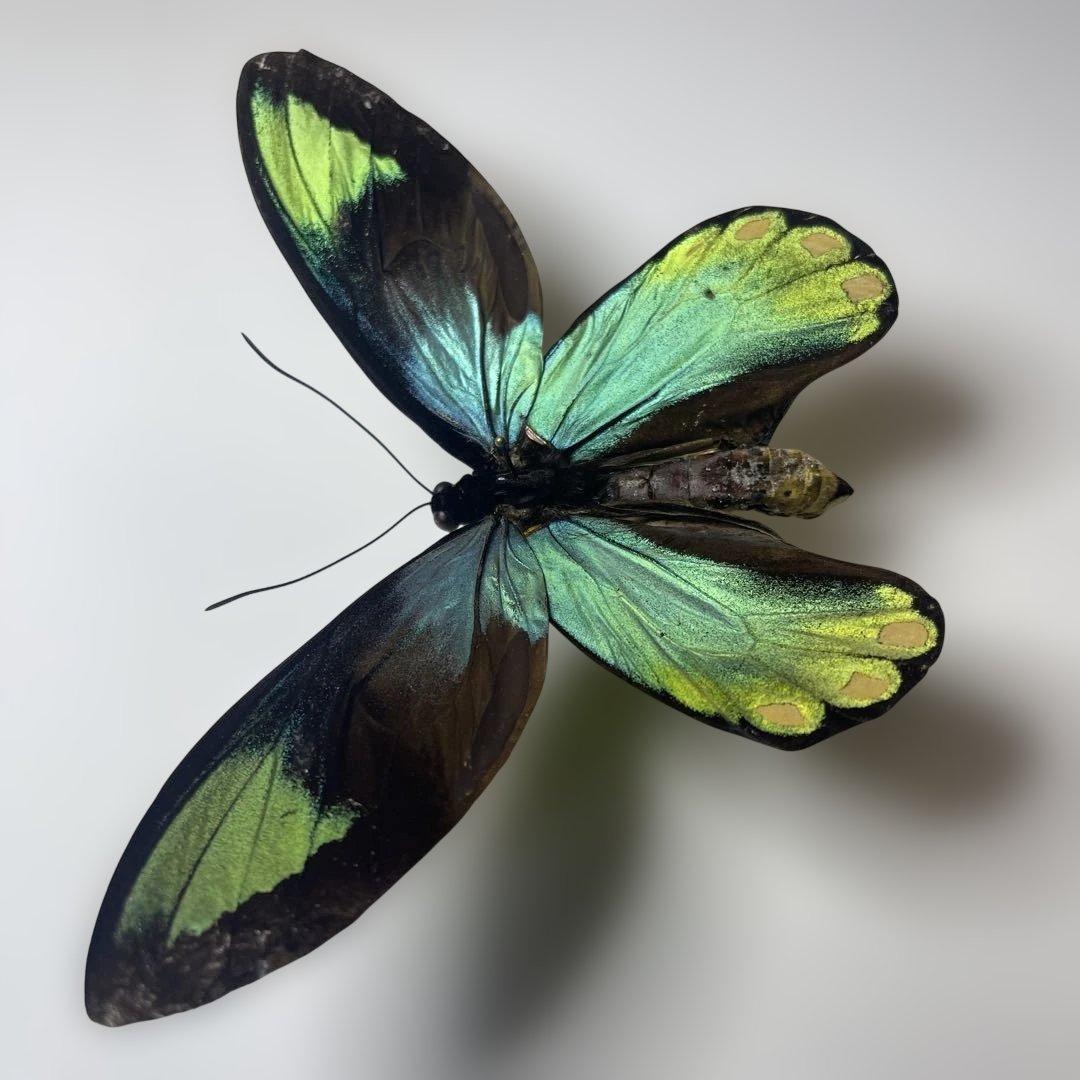 ビクトリアトリバネアゲハ　珍品