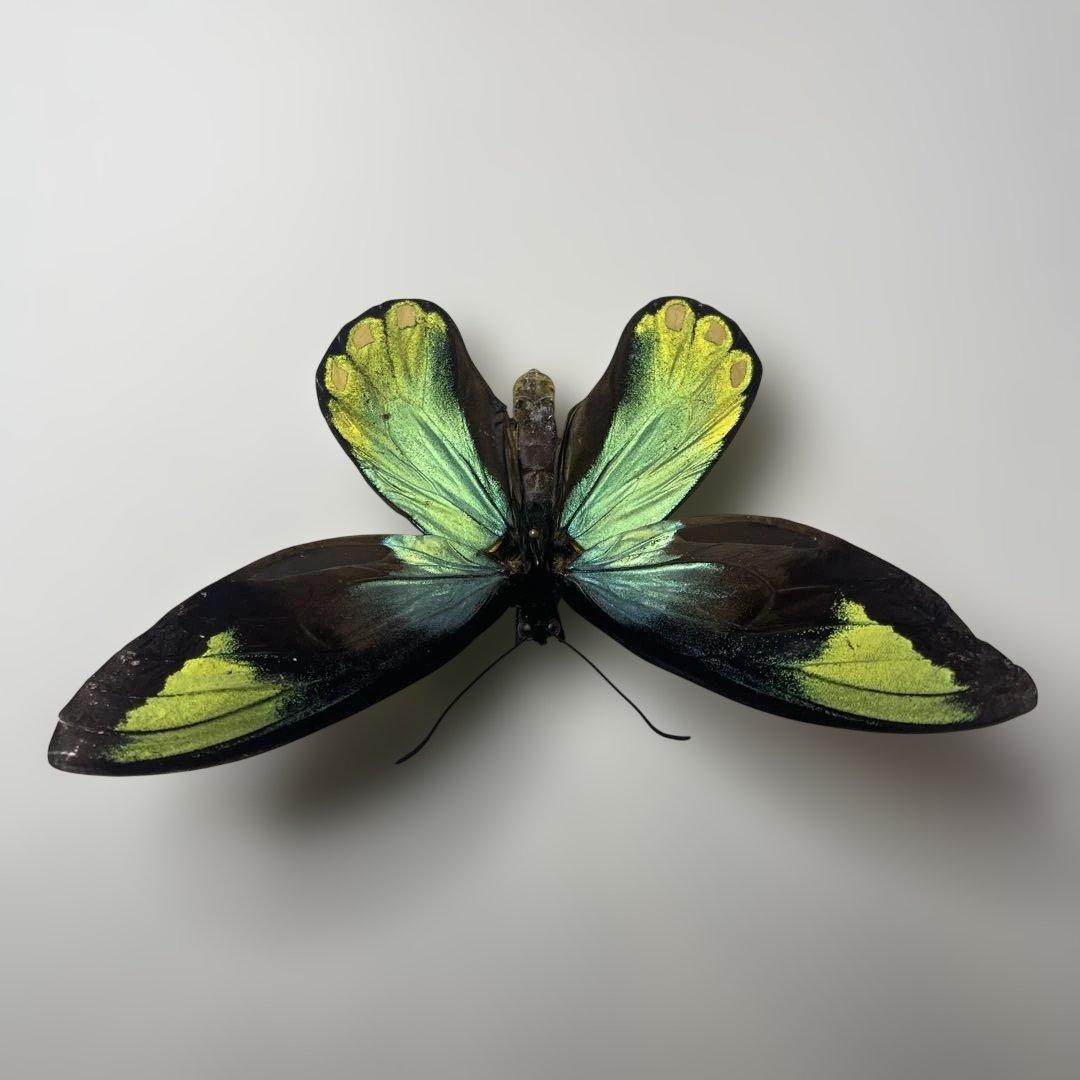 ビクトリアトリバネアゲハ　珍品