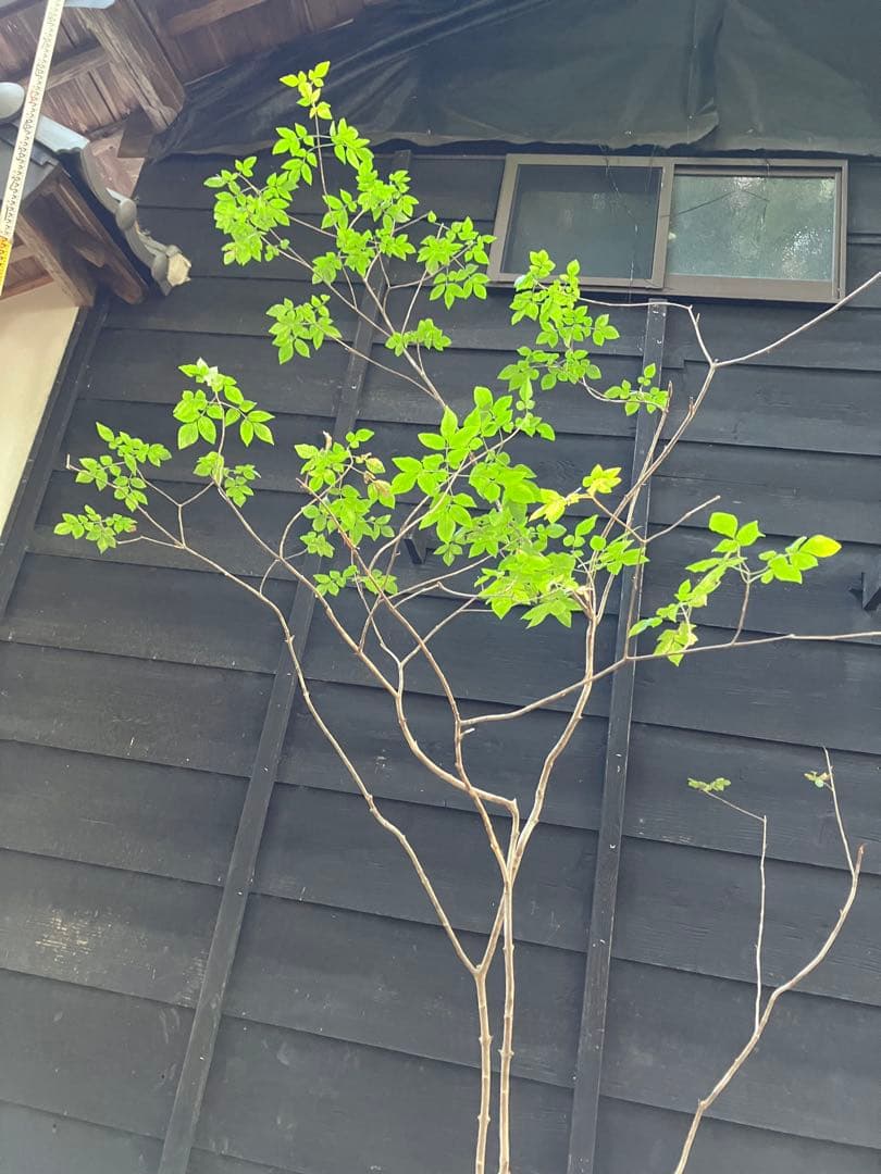 3 山採り　アオダモ