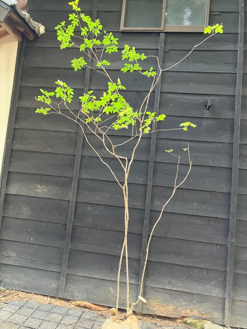 3 山採り　アオダモ