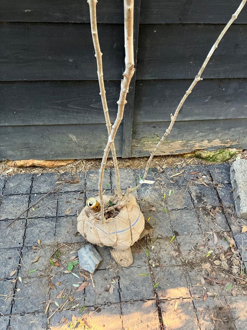 3 山採り　アオダモ