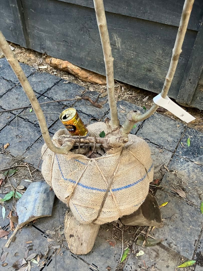 3 山採り　アオダモ