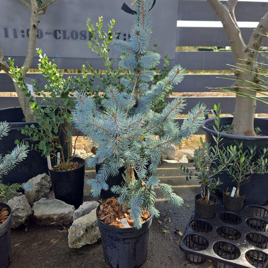 ⑪　ブンゲンス　トウヒ　ホプシー７号　最高等級極上品‼️