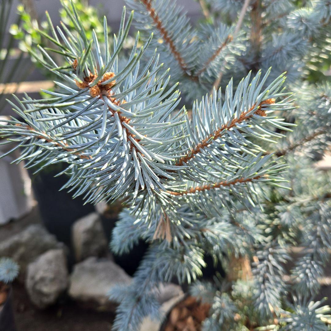 ⑪　ブンゲンス　トウヒ　ホプシー７号　最高等級極上品‼️