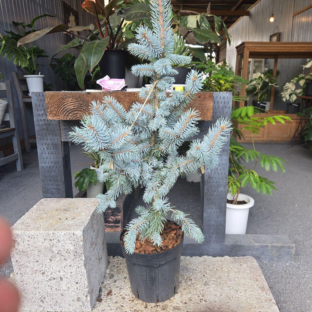 ⑪　ブンゲンス　トウヒ　ホプシー７号　最高等級極上品‼️