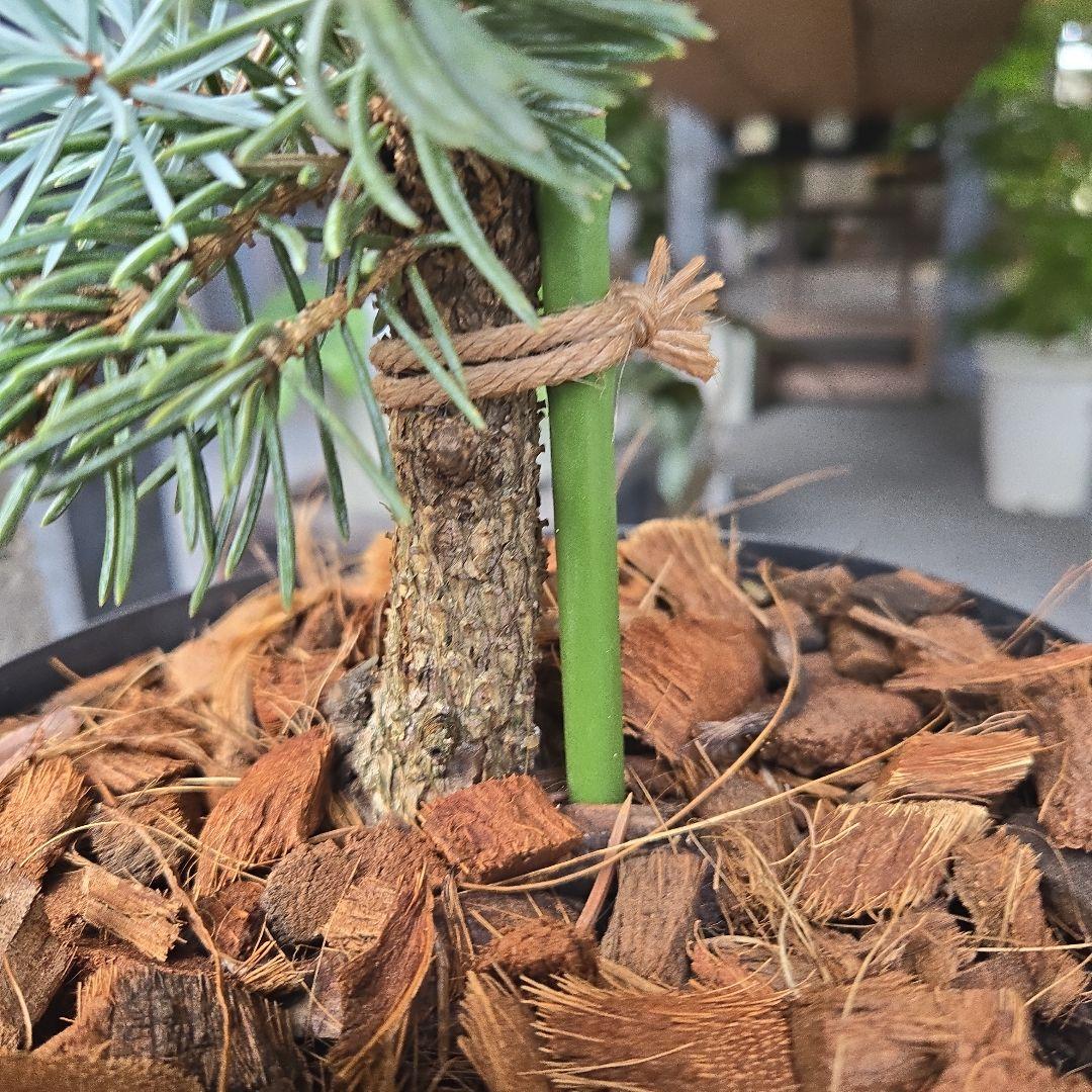 ⑪　ブンゲンス　トウヒ　ホプシー７号　最高等級極上品‼️