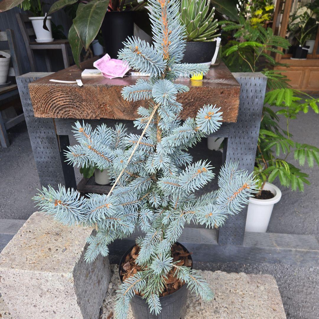 ⑪　ブンゲンス　トウヒ　ホプシー７号　最高等級極上品‼️