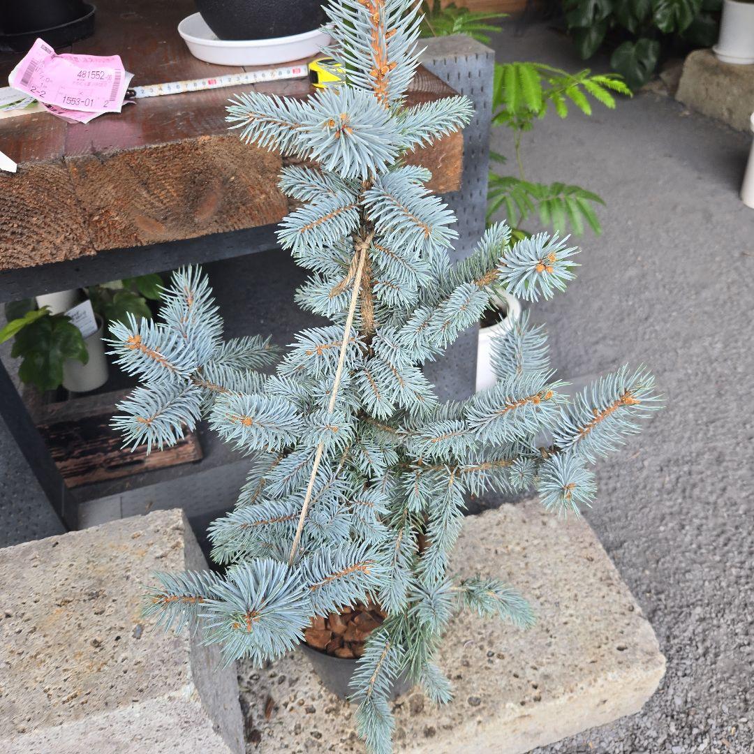 ⑪　ブンゲンス　トウヒ　ホプシー７号　最高等級極上品‼️