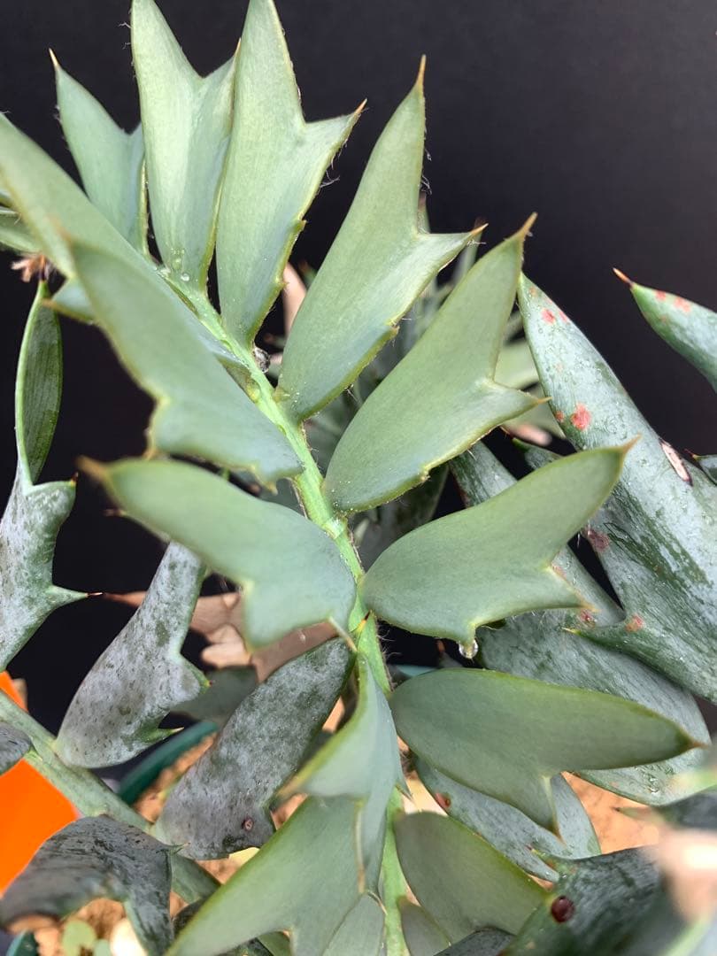 【南ア産・発根済】エンセファラルトス・ホリダス 「ドワーフ」｜No3-41