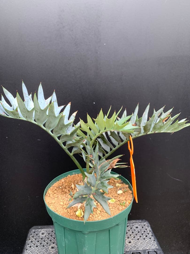 【南ア産・発根済】エンセファラルトス・ホリダス 「ドワーフ」｜No3-41