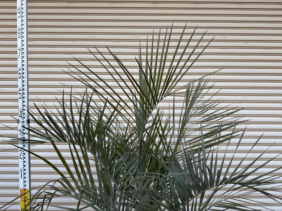 送料込み　ココスヤシ　シルバーリーフ　幹太　鉢植え　庭木　シンボルツリー