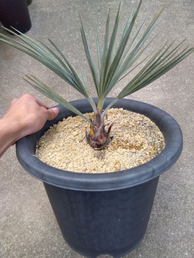 ブラヘアアルマータ　9号鉢つき　幹太❗　た