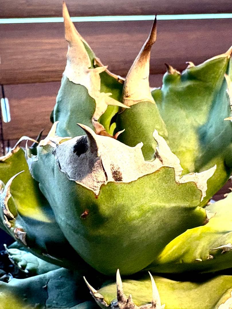 【特別価格】アガベ　チタノタ　ホワイトファイヤー　白火焔　レア　大株　No.53