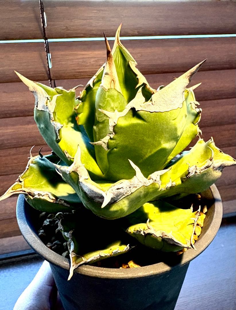 【特別価格】アガベ　チタノタ　ホワイトファイヤー　白火焔　レア　大株　No.53