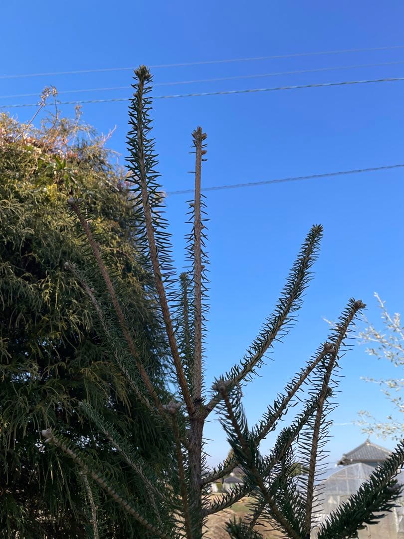 庭木　もみの木　ウラジロモミノキ　樹高約210センチ　引取り歓迎　久喜市　配達可