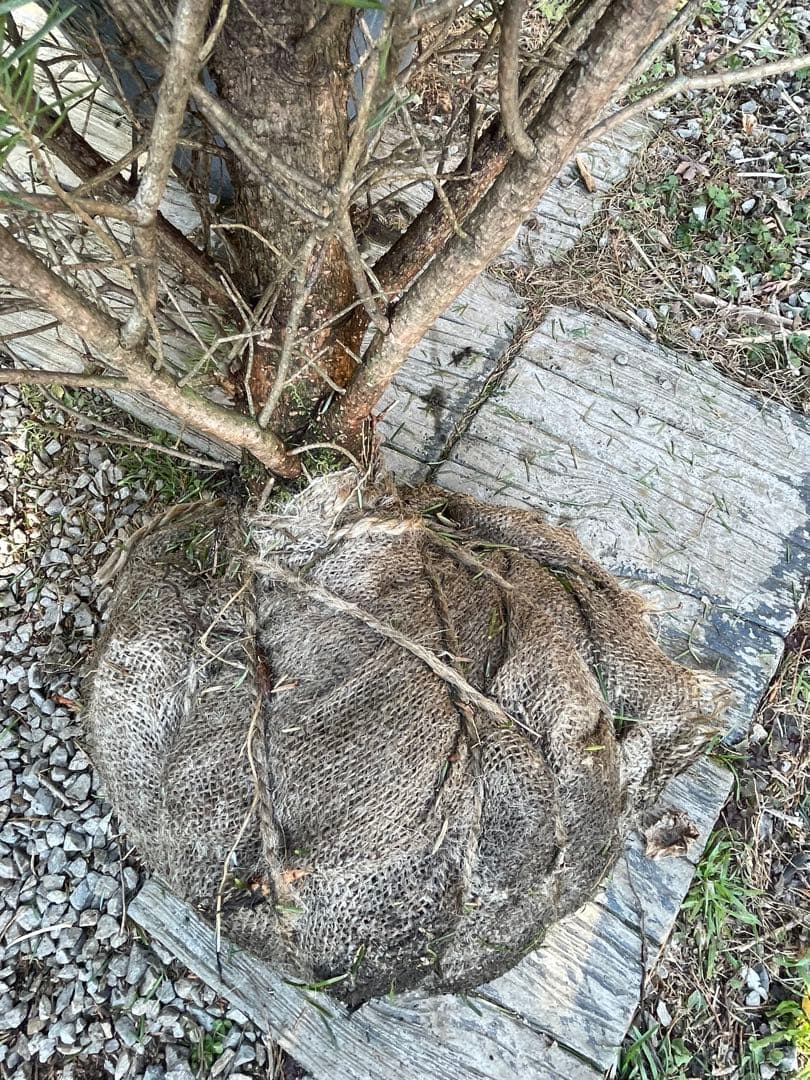 庭木　もみの木　ウラジロモミノキ　樹高約210センチ　引取り歓迎　久喜市　配達可