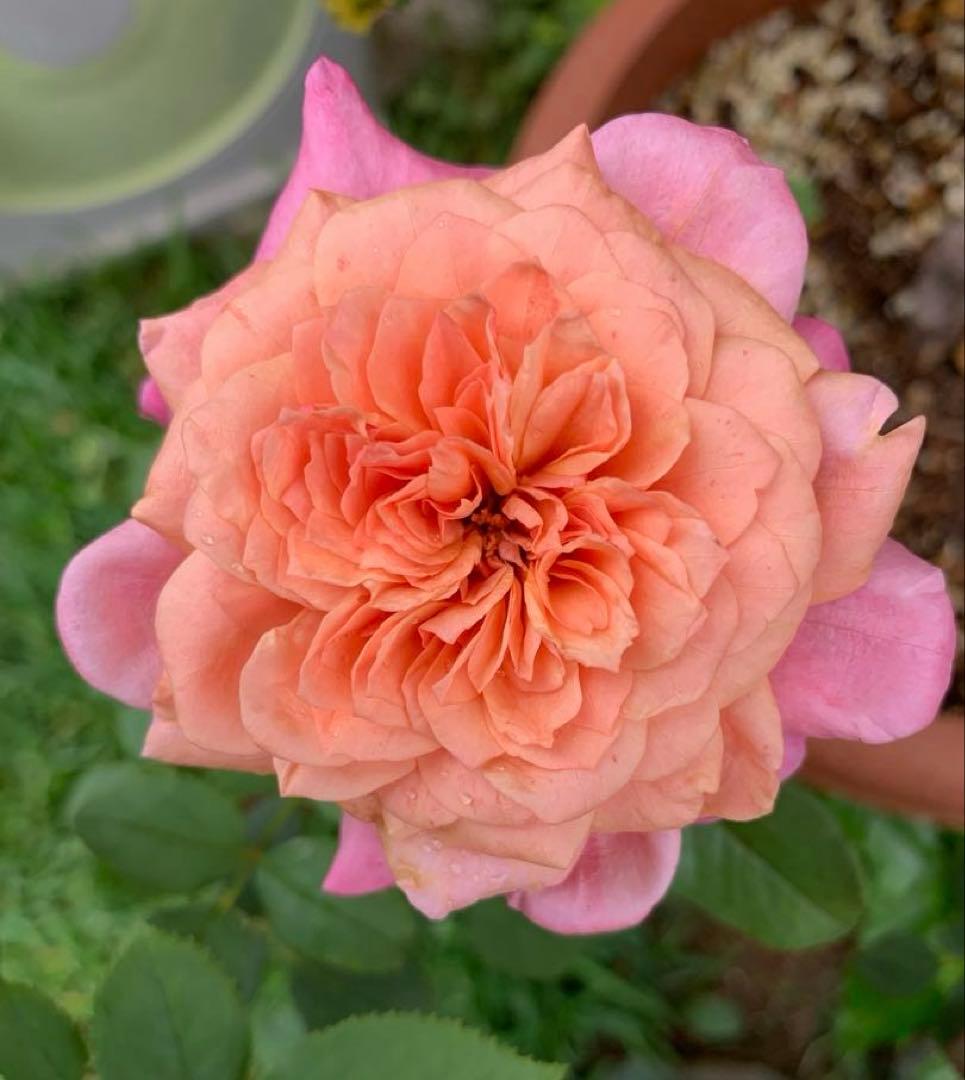 バラ大苗　10号鉢植え　み