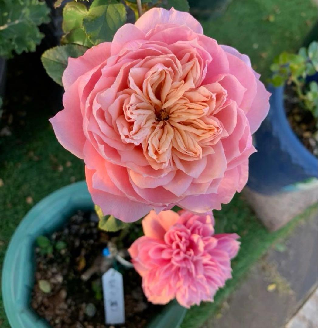 バラ大苗　10号鉢植え　み