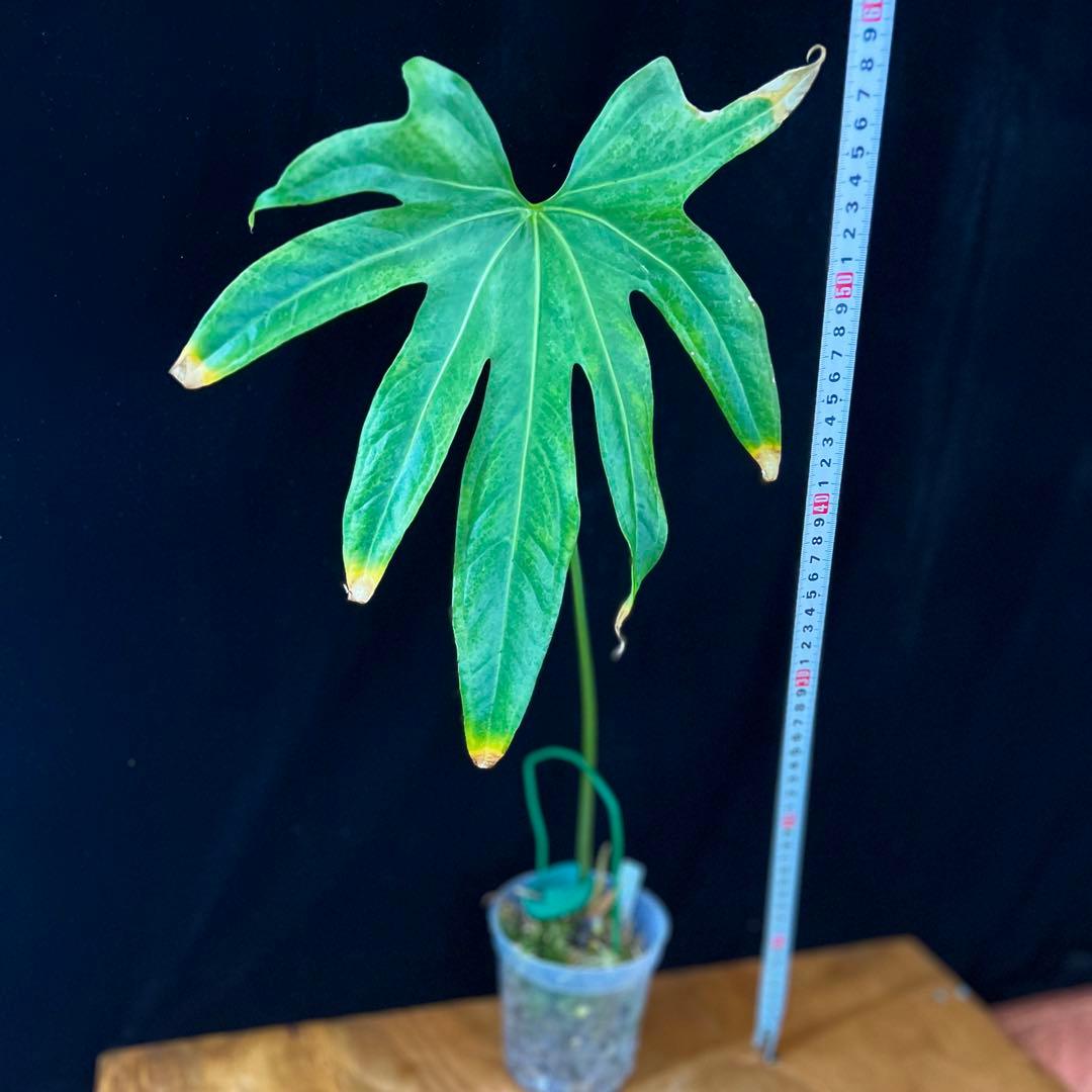 アンスリウム　ペダトラディアツム　レア　原種アンスリウム　大きめサイズ　①