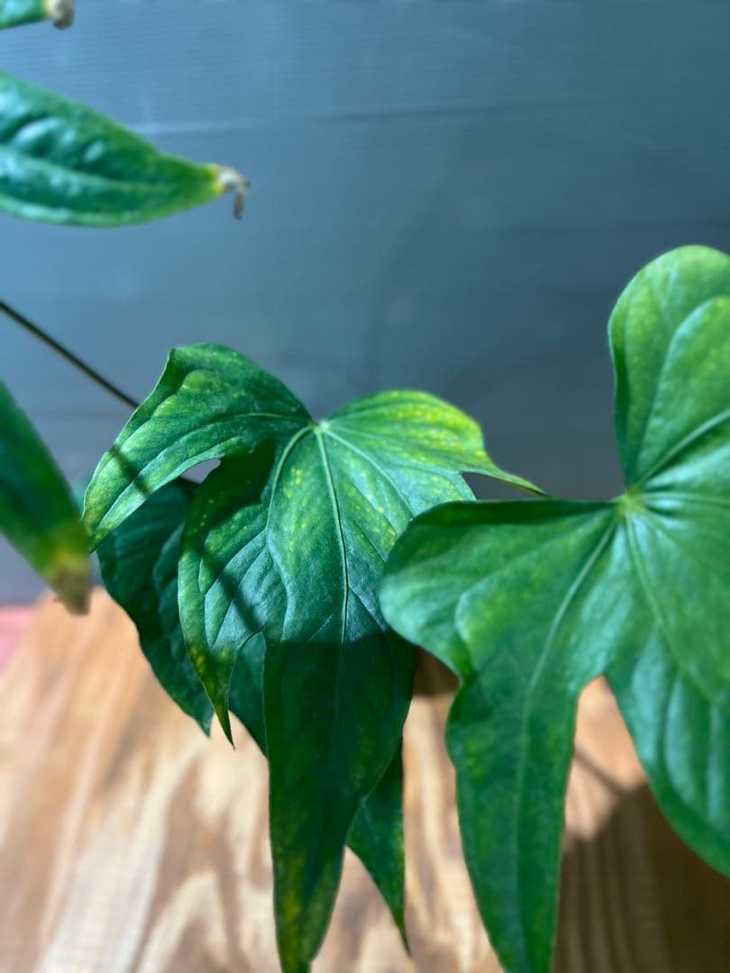 アンスリウム　ペダトラディアツム　レア　原種アンスリウム　大きめサイズ　①