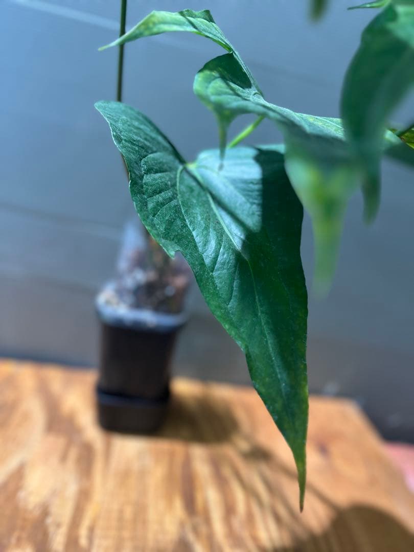 アンスリウム　ペダトラディアツム　レア　原種アンスリウム　大きめサイズ　①