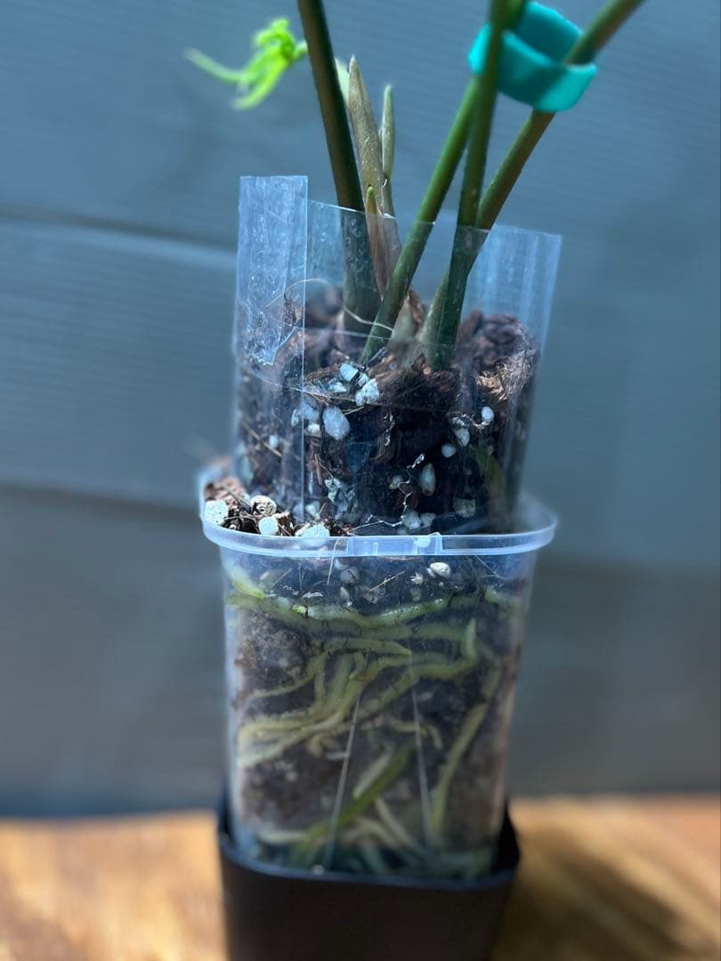 アンスリウム　ペダトラディアツム　レア　原種アンスリウム　大きめサイズ　①