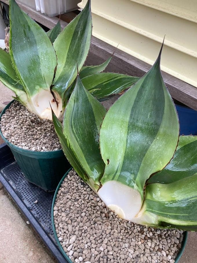 アガベ　オバティフォリア　キラー　【1/18撮影】☆未発根☆