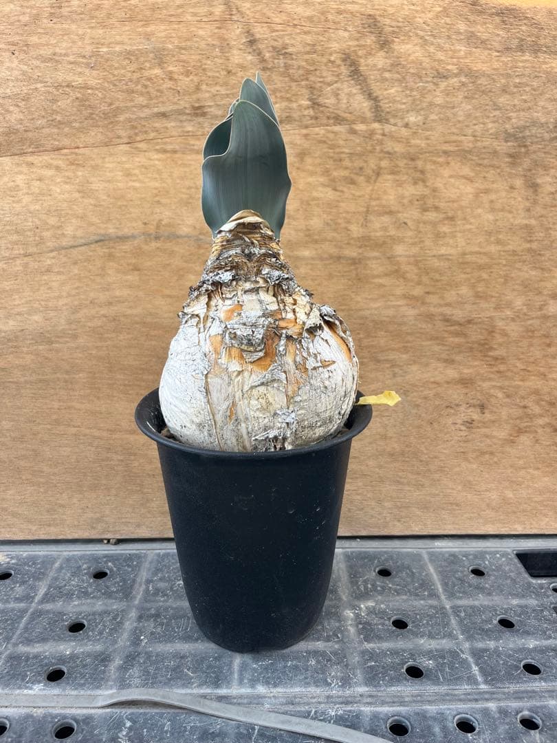 ブーファン　ハエマンソイデス　（検　ハエマントイデス　ディスティチャ