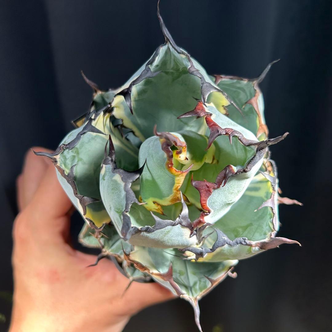 アガベ チタノタ BB錦 白覆輪斑 ブラックアンドブルー錦 発根済み