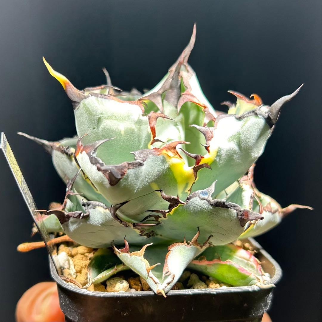 アガベ チタノタ BB錦 白覆輪斑 ブラックアンドブルー錦 発根済み