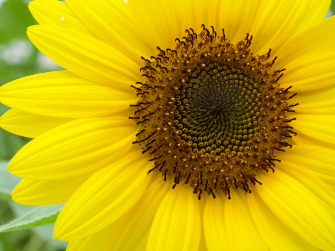 OLYMPUS 12-40mm f/2.8 PRO ズームレンズ