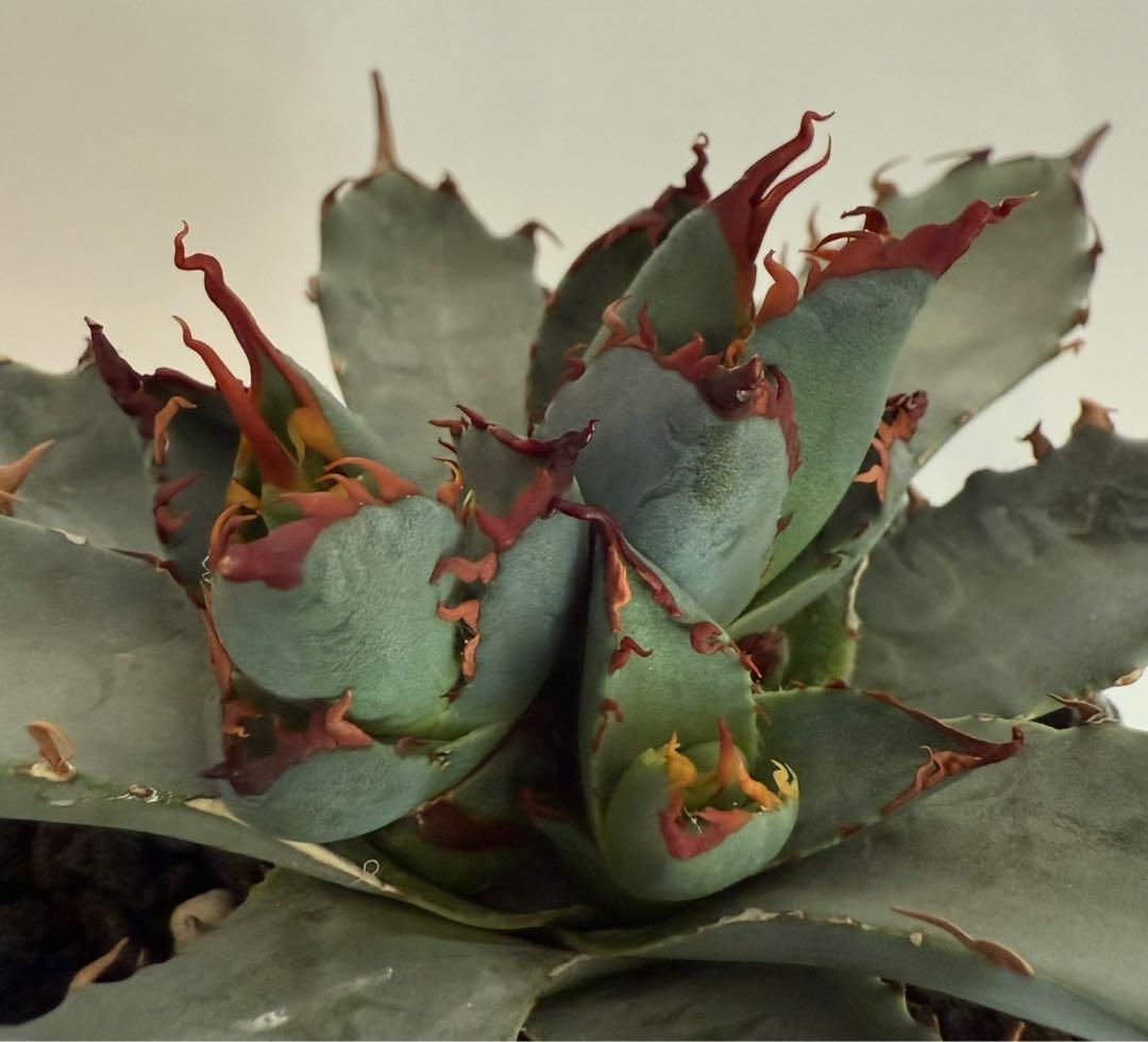 アガベ チタノタ BB × ネバデンシス hyb 子株【強ウネリ・青葉・黒鋸歯】