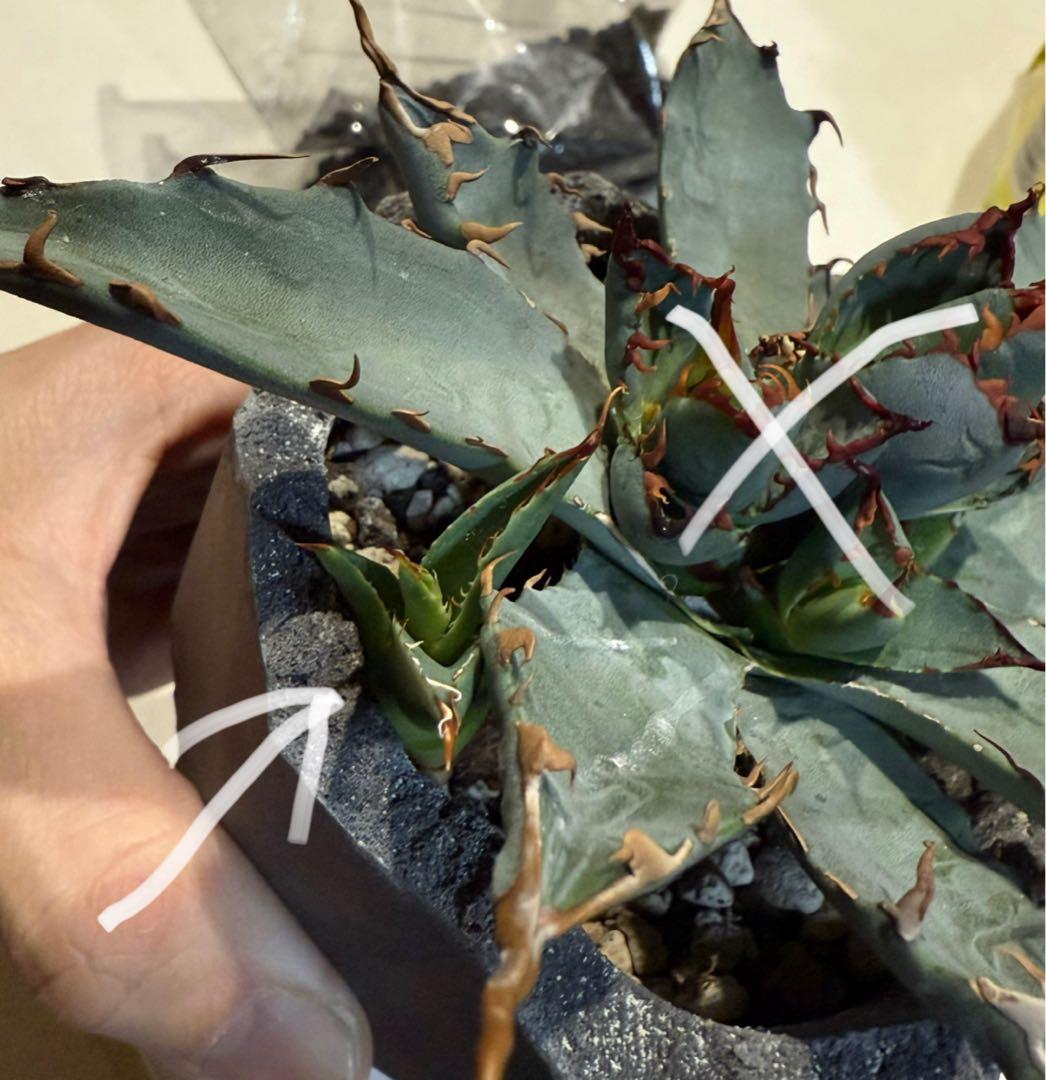 アガベ チタノタ BB × ネバデンシス hyb 子株【強ウネリ・青葉・黒鋸歯】